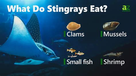 What Do Stingrays Eat And Eating Behaviors.
